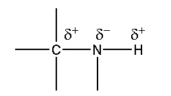 Polarisation des liaisons azotées
